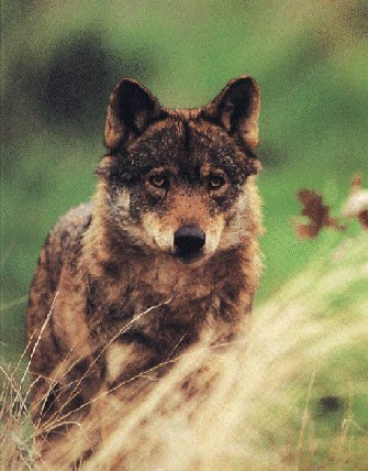 Denuncian daños del lobo en montes cangueses cercanos al Parque Picos de Europa